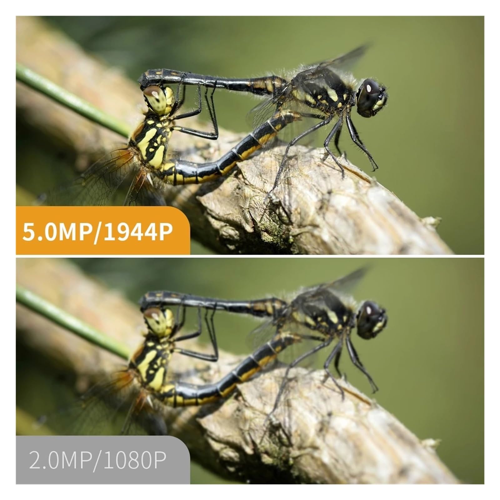 Kamera inspekcyjna endoskopu Kamera Endoskopowa 8mm WiFi Z Dwoma Obiektywami HD 1080P Elastyczny Boroskop Do Kontroli Rurociągów Samochodowych, Kompatybilny Z Telefonami Komórkowymi(1m,8mm single lens