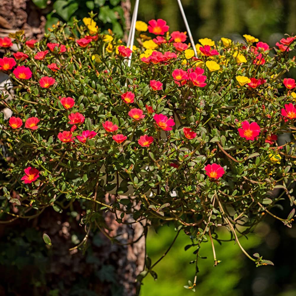 Semillas Orgánicas De Verdolaga (Portulaca Oleracea) 1000 Semillas (0.04 Oz) - Semillas Comunes De Plantas De Hierba De Verdolaga - Semillas De Pequeña Hogweed - Pursley Seeds