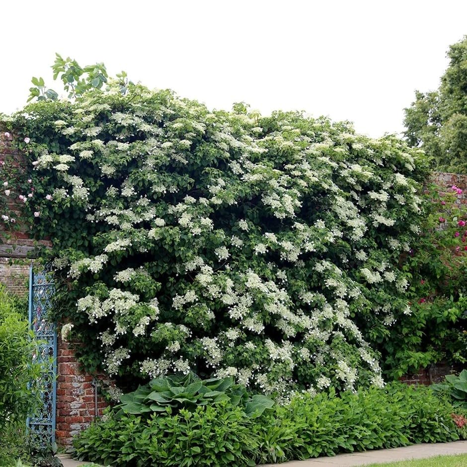 Plant Theory 10cm Hydrangea anomala petiolaris White Flowering Vine Climbing Plant 9cm Pot