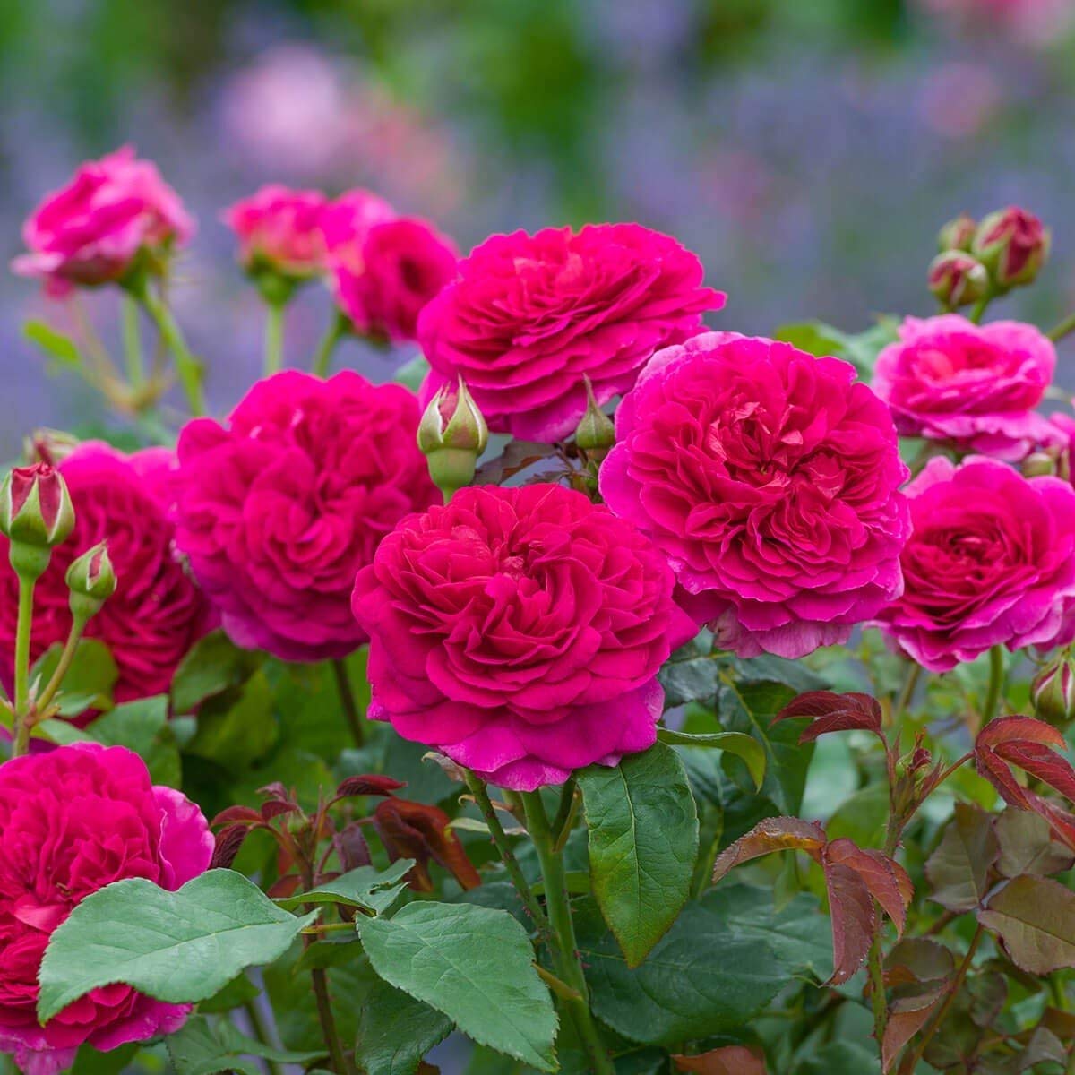 Aiden Gardens Rose Plants GABRIEL OAK  Beautiful blooms Fragrant rose 1 Healthy Live Plant On pot (B08473D1CC) Amazon Price History, Amazon Price Tracker