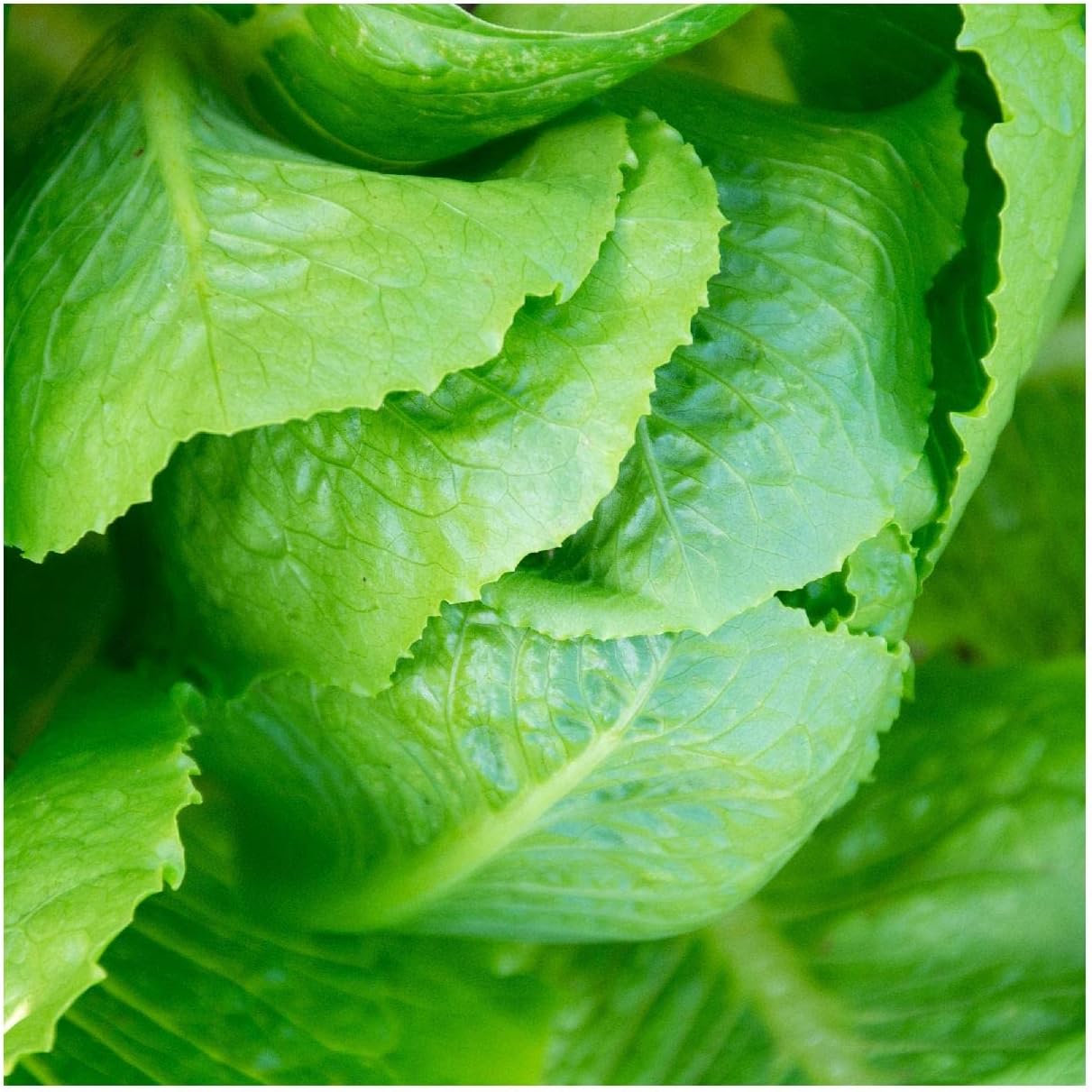 Everwilde Farms - 1/4 Lb Organic Parris Island Cos Romaine Lettuce Seeds - Gold Vault