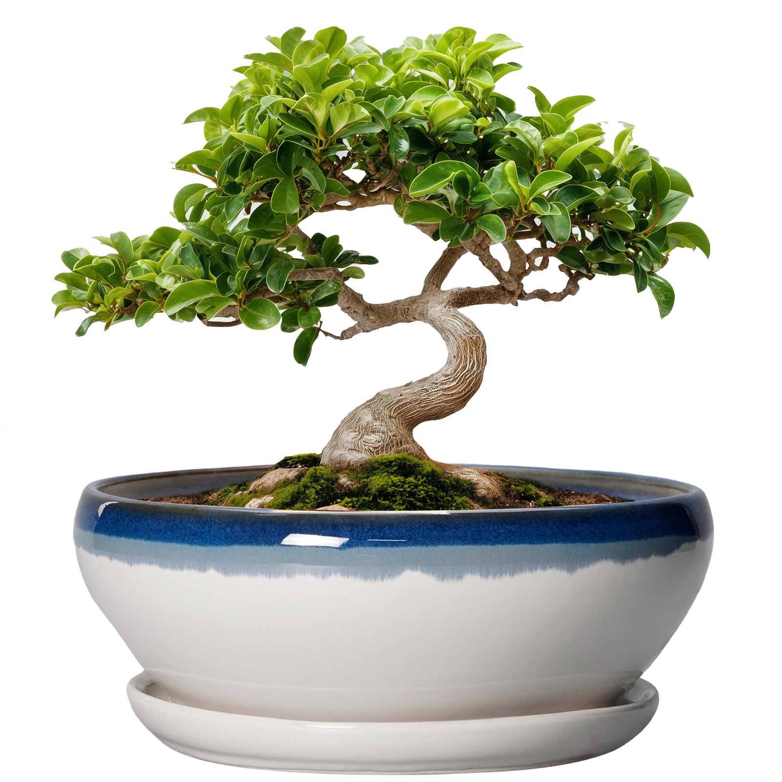 SQOWL Bonsai-Töpfe Keramik - 20,3 cm Sukkulenten-Pflanzgefäße für den Innenbereich, Sukkulententopf mit Drainageloch und Abtropfschale, flacher Keramik-Pflanztopf für den Außenbereich, runder
