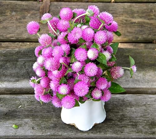 Globo Amaranto Gomphrena Globosa Mix Gomphrena Bola de Pompón Esférica Botón de Soltero 35+ Semillas