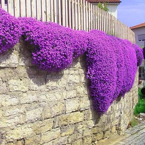 Creeping Thyme Seeds for Planting - 20000+ Magic Purple Creeping Thyme Seeds Heirloom Non-GMO Ground Cover Seeds Creeping Thyme Seeds for Planting - 20000+ Magic Purple Creeping Thyme Seeds Heirloom Non-GMO Ground Cover Seeds