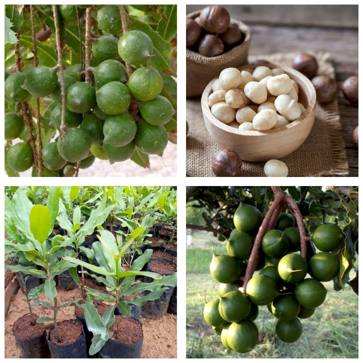 Online Plant Bazar World Costly Macadamia Nut Live Plant For Outdoor Living Plant Height (7 Inch-10 Inch) MN11 (B0DCKCYR4Y) Amazon Price History, Amazon Price Tracker
