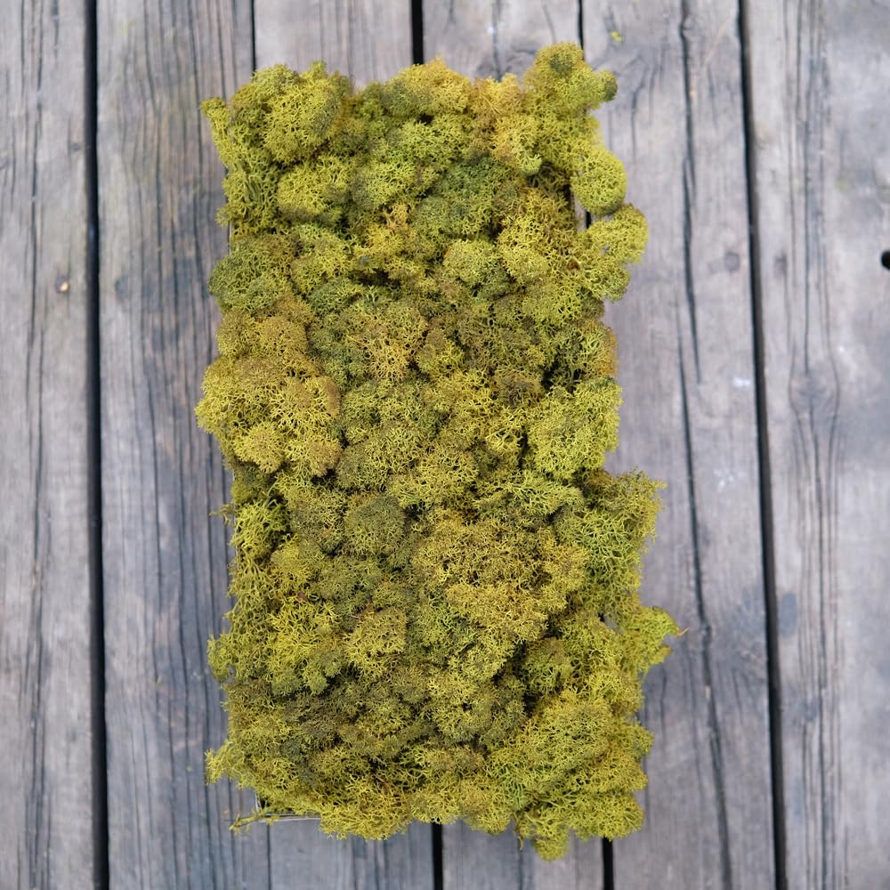 Photo 1 of Prefleur Preserved Reindeer Craft Moss - 0.85lb, Olive Green