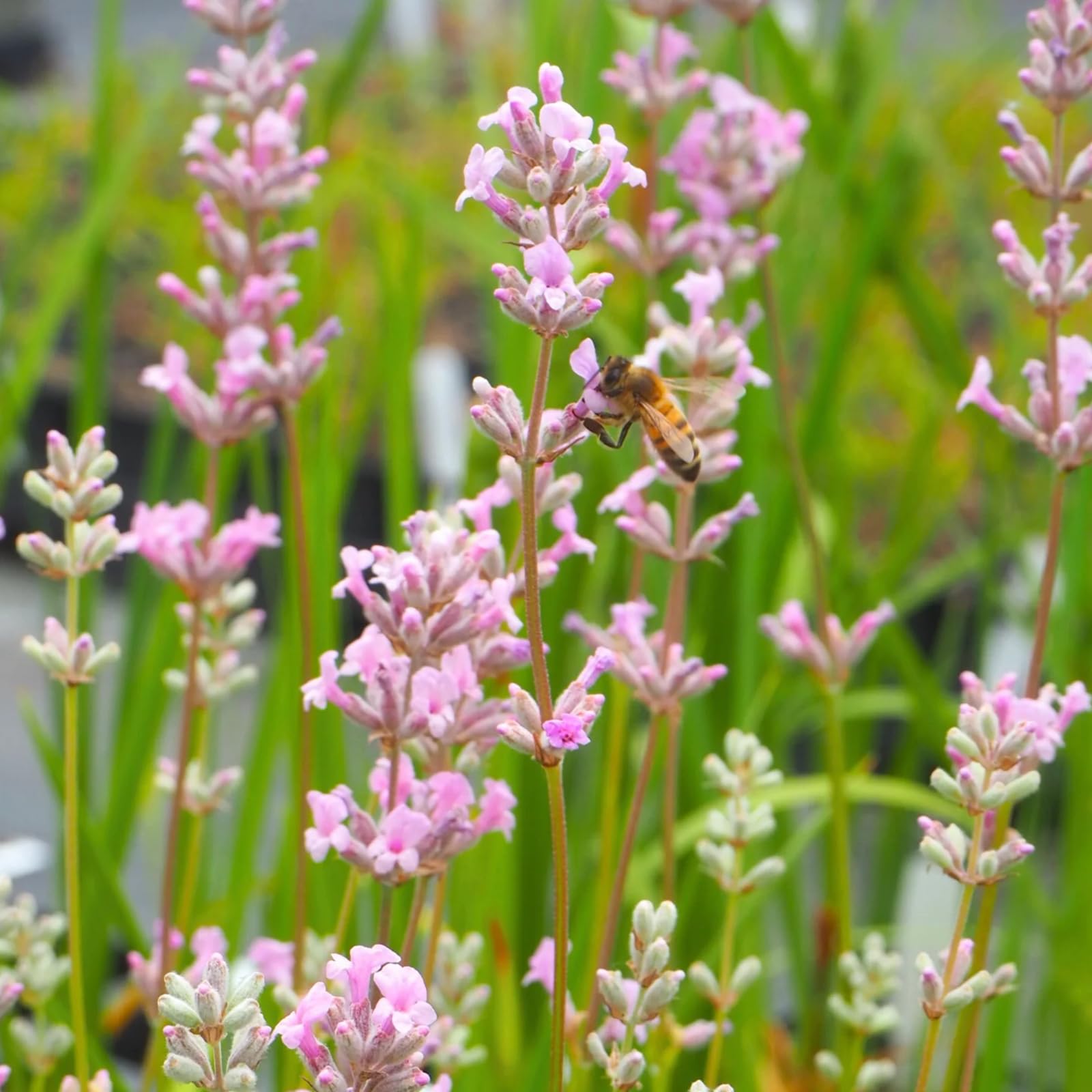 Carbeth Plants Lavender Rosea Herb Plant for Kitchen & Garden