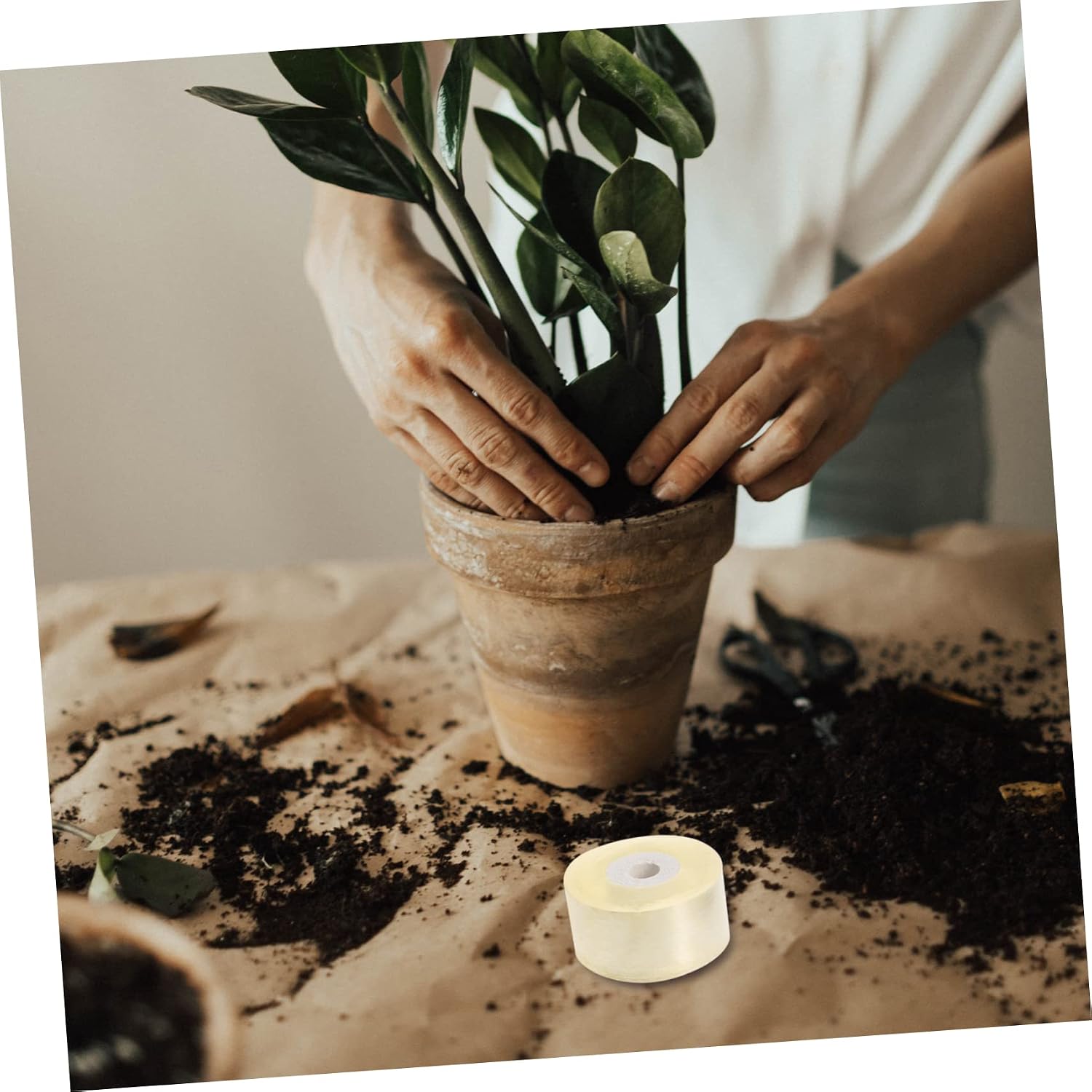 Holibanna 5rolls Self-Adhesive Grafting Film for Garden Use Plant Wrapping Tape for Budding and Grafting Wide Suitable for Fruit Trees Flowers
