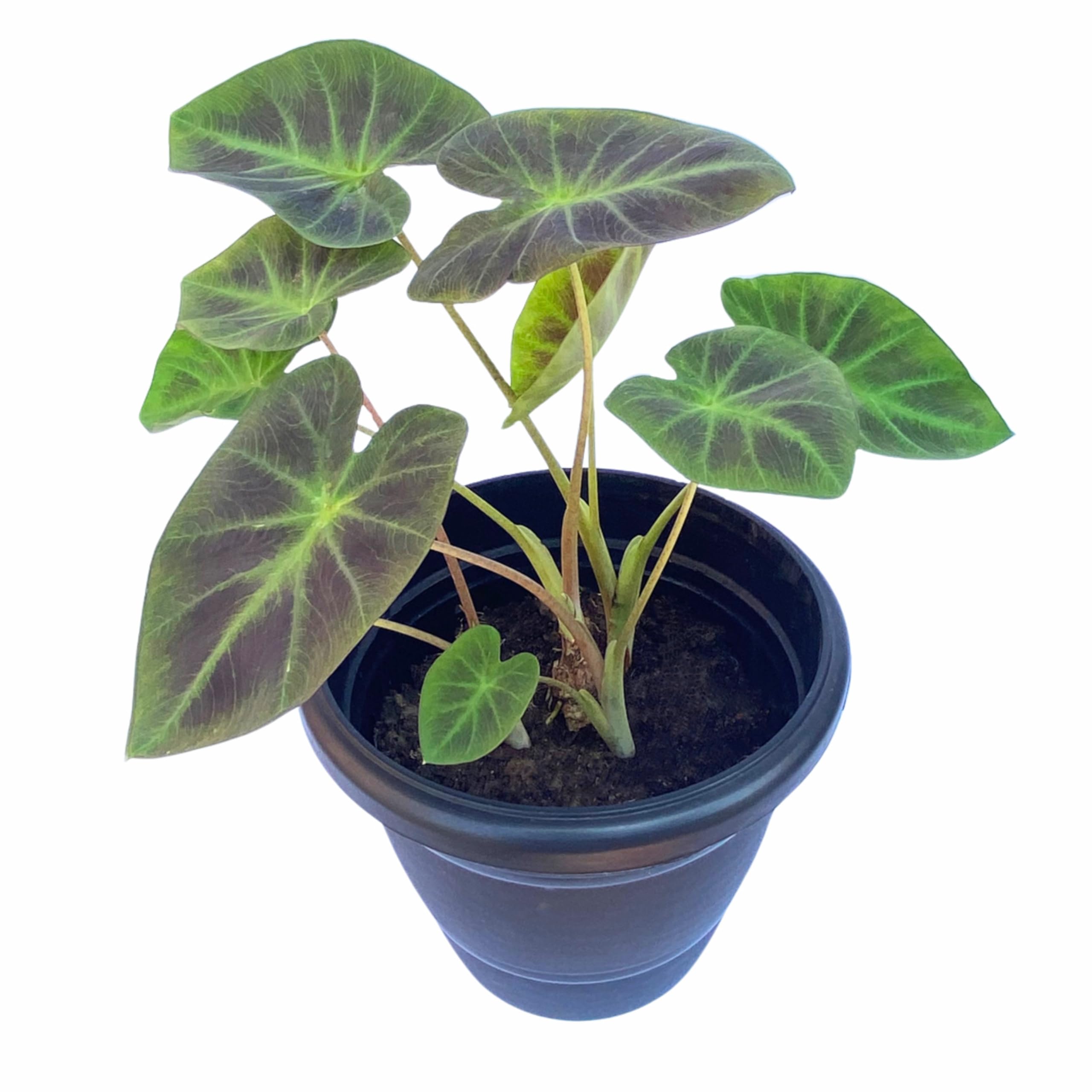 See full amazon price history chart for Indian gardens - Colocasia (Coal Minor) | Elephant Ear | Indoor Live Plant | Home decor | Gardening Indian gardens - Colocasia (Coal Minor) | Elephant Ear | Indoor Live Plant | Home decor | Gardening (B0D8YNDBGL) Amazon Price History, Amazon Price Tracker