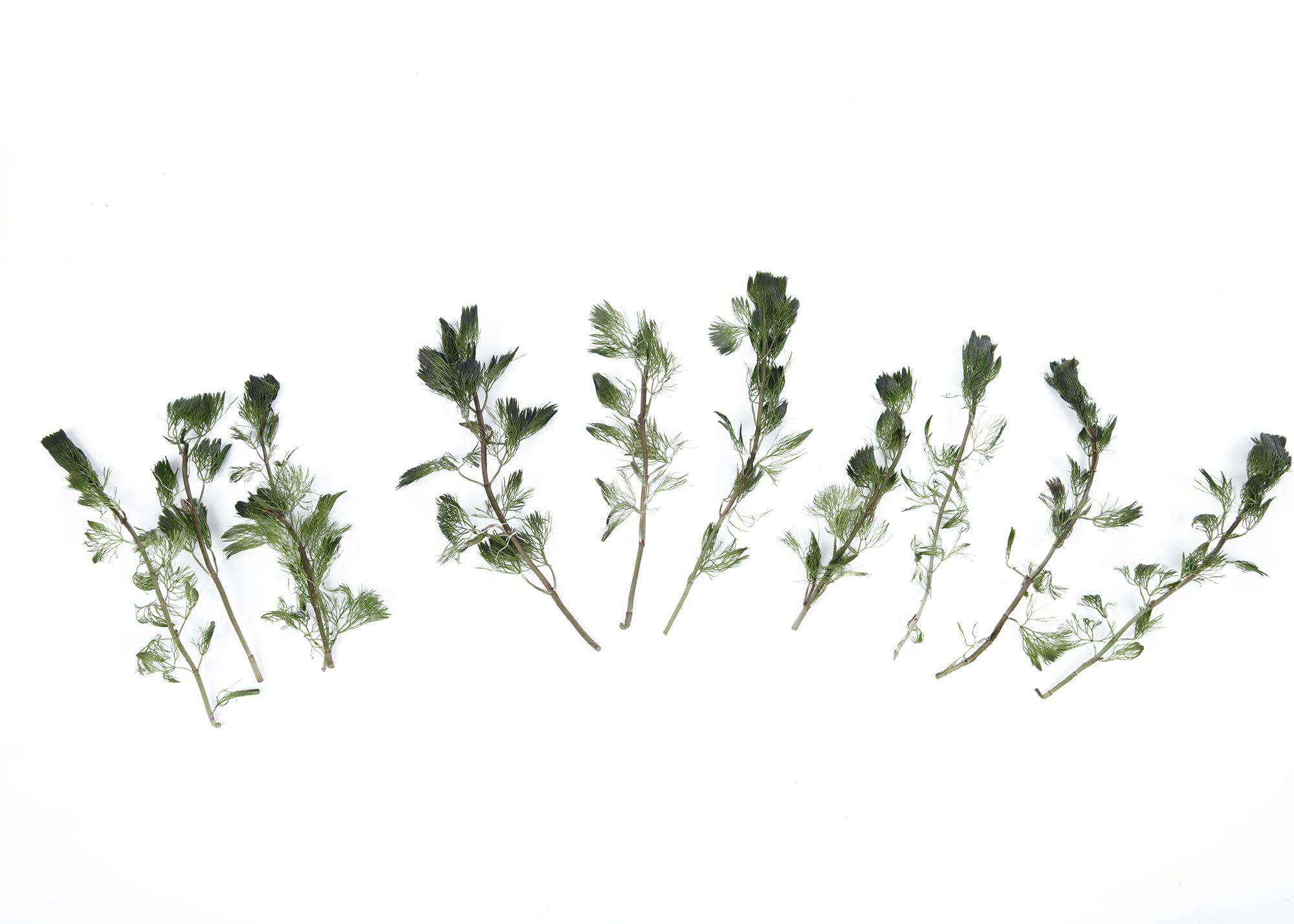 Lincolnshire Pond Plants Ltd - Cabomba-Aquatica Live Aquarium Plant for Freshwater Tropical Tanks Aquascaping (5X Loose)