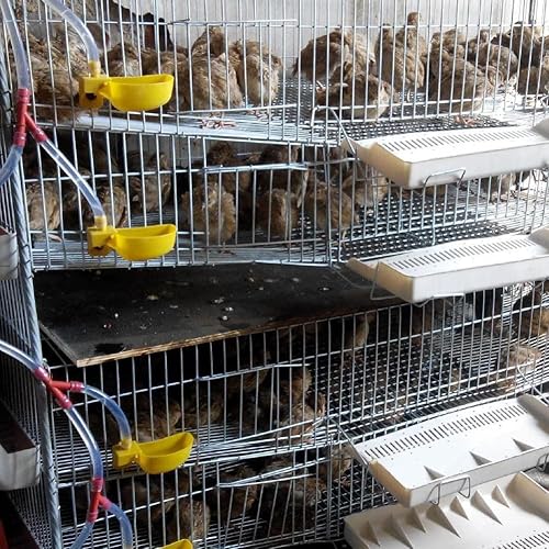 Miniatura 3 de 12 tazas de agua de codorniz para palomas, bebedero automático para pájaros para jaula, cría de aves de corral (amarillo)