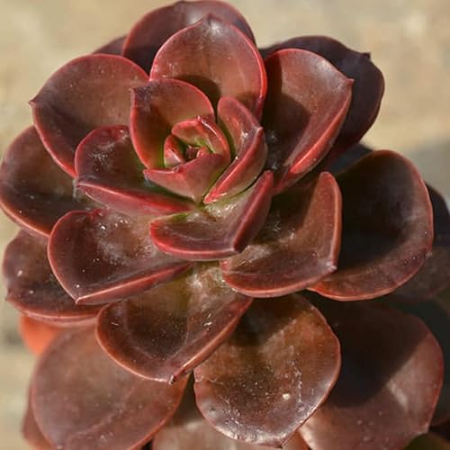Miniatura 2 de Echeveria Melaco - 2 plantas de inicio en macetas de cultivo de 2 pulgadas, raras y hermosas, coloridas compactas de fácil cuidado