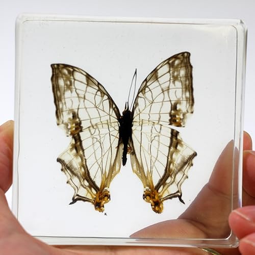 Miniatura 2 de REALBUG Pisapapeles de mariposa común Mapwing (3 x 3 x 1)