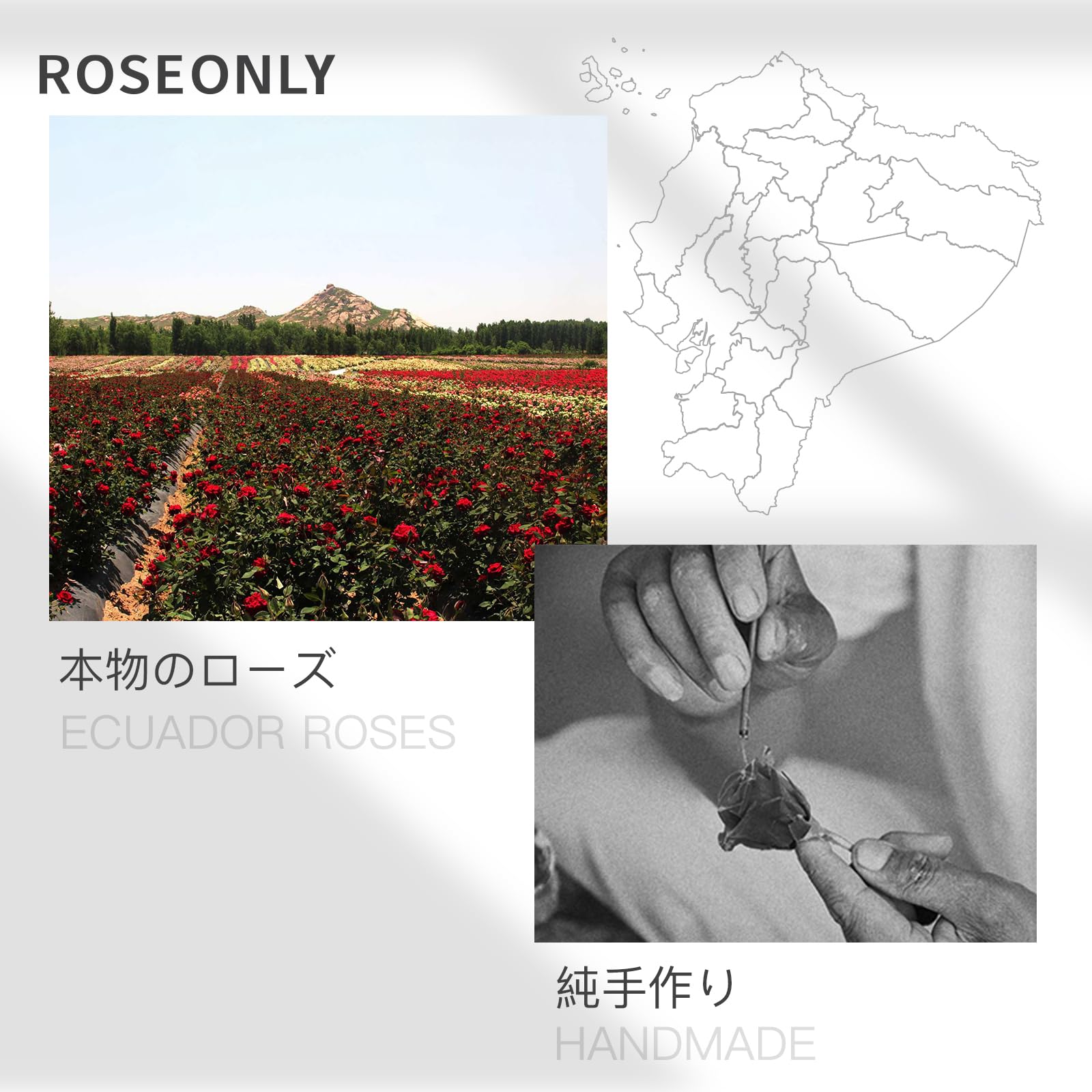 Amazon｜ROSEONLY プリザーブドフラワー ハニーラビットとデスティニー