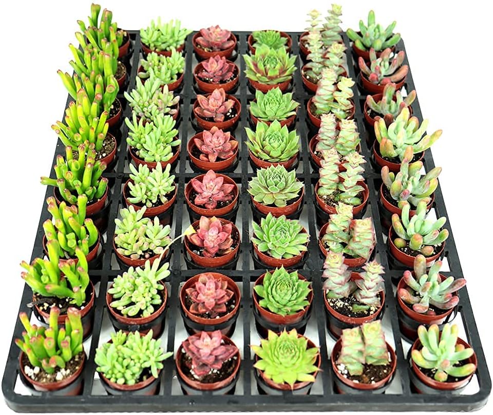 48-Pack Mini Assorted Real Succulents - Randomly Hand Selected 8 Varieties Succulents - Perfect for Fairy Gardening & Wedding Favors