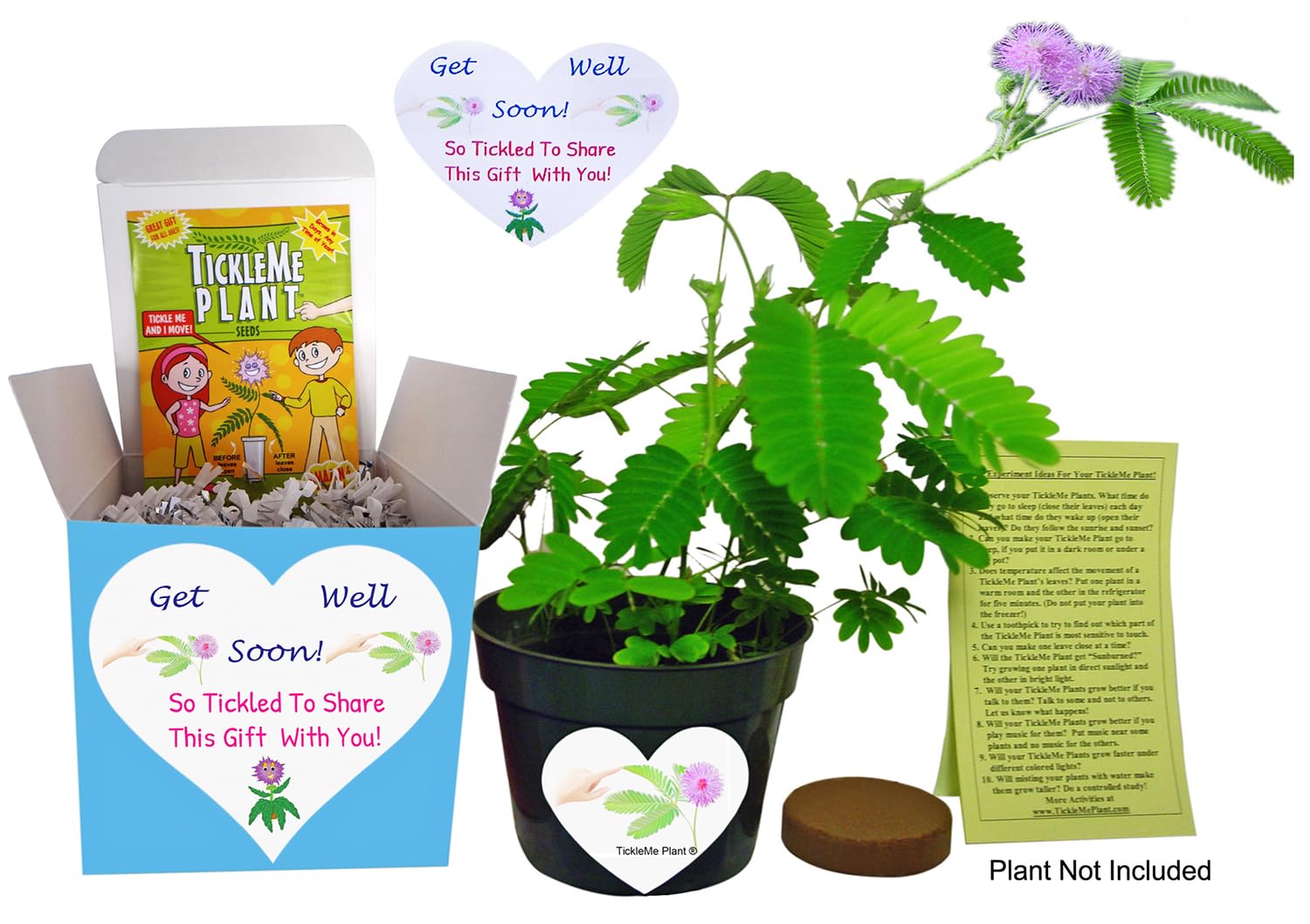 TickleMe Plant Get Well Soon Kit (1 Pack) – Grow A Tickle Me Plant That Reacts to Touch – Leaves Fold Up When You Tickle Them – Full Grow Kit of Sensitive Plants Seeds for Kids to Grow Indoors