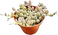 Vista 11 de Cotyledon Pendens de 4 pulgadas, suculenta viva completamente enraizada en macetas con mezcla de tierra, planta doméstica rara para la decoración