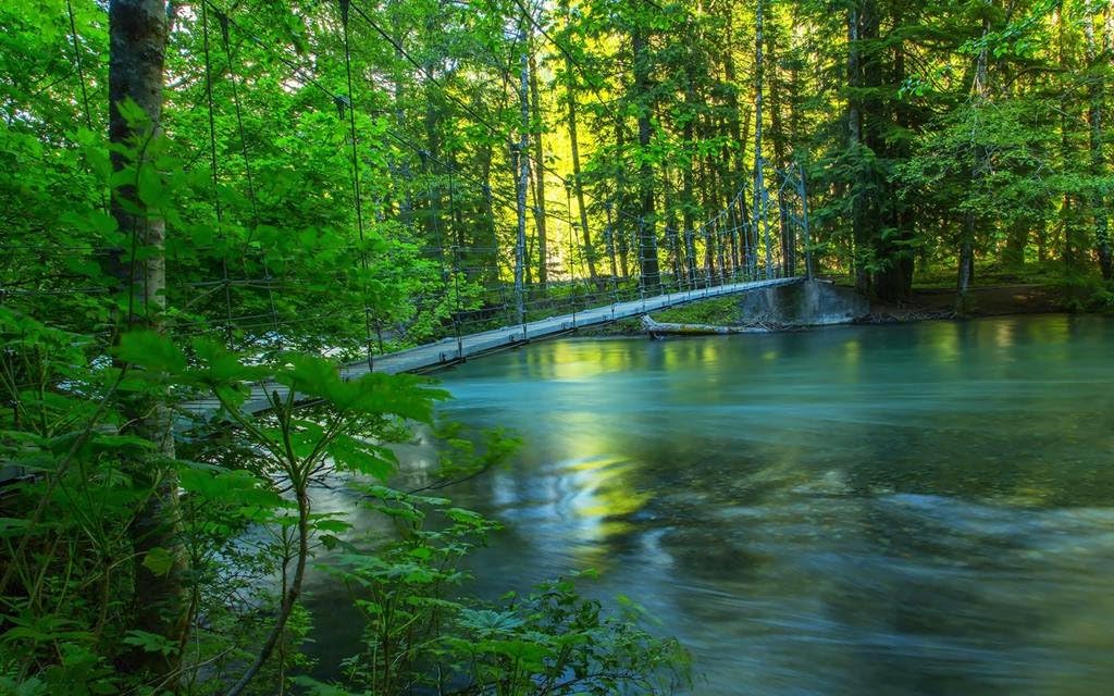 Amazon Co Jp 川 森 橋 夏 自然の風景 キャンバスの 写真 ポスター 印刷 旅行 風景 景色 特大 1cmx80cm ホーム キッチン