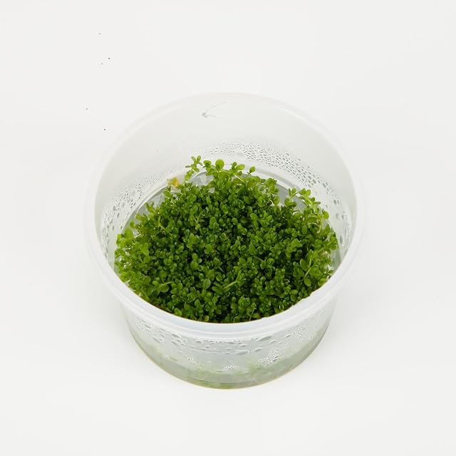 Foto 4 de 4 de Tropica Hemianthus callitrichoides 'Cuba' 1