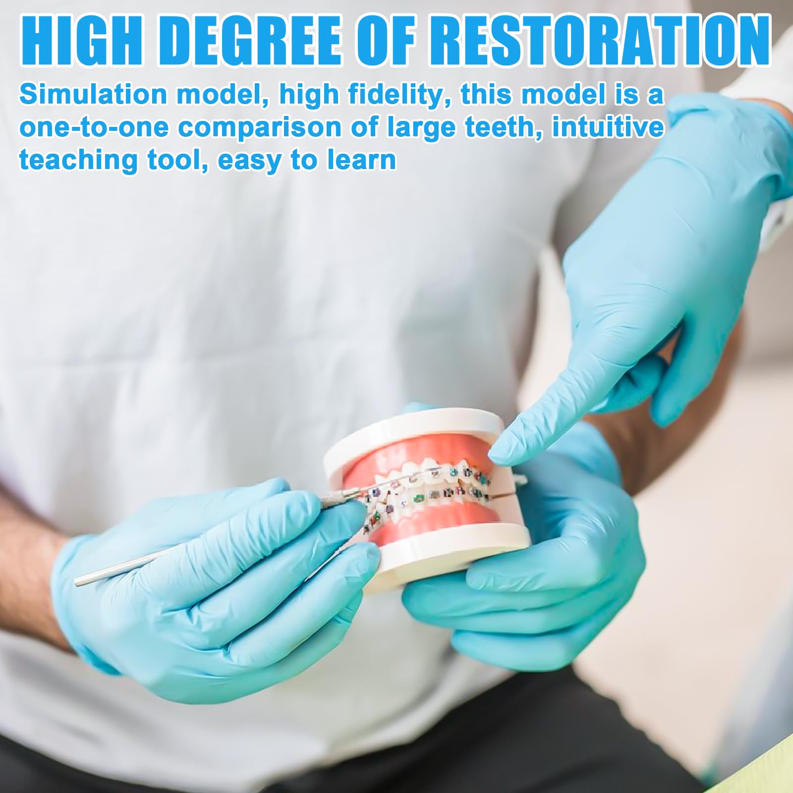 Zähne Dental Demonstrationsmodell, Mit 2 Zahnbürste, Gebiss Modell Demonstration Erwachsene Kinder, Zahnmodell Standard Teaching, Anatomisches Zahnmodell Für Zahnunterricht Oder Mundpflege