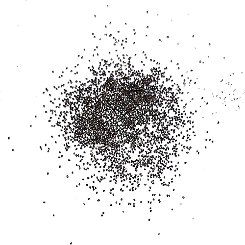 Vista 6 de Seed Needs, Semillas de menta – 1000 semillas tradicionales para plantar Mentha piperita – Hierba medicinal/culinaria, sin OMG y sin tratar – Ideal