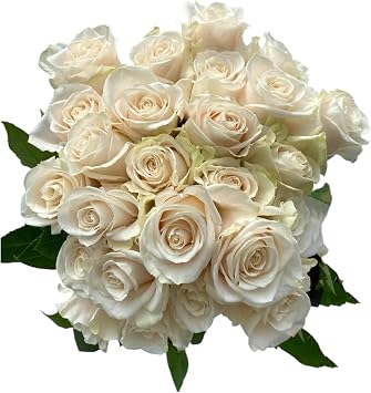 Next day delivery Fresh Cut Flower Vendela Rose decoration birthdays anniversaries healing sympathy friendship and love