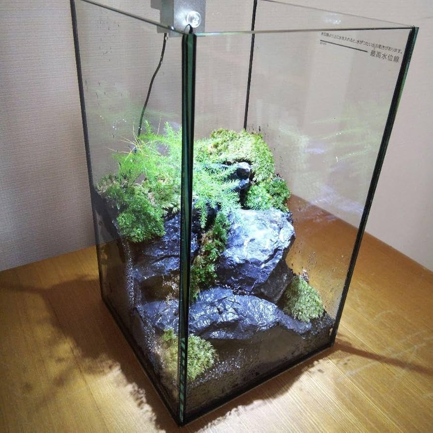 苔テラリウム完成品 苔テラリウム 苔ボトル ホソバオキナゴケ Amazon.co.jp: 苔テラリウム完成品 苔テラリウム 苔ボトル