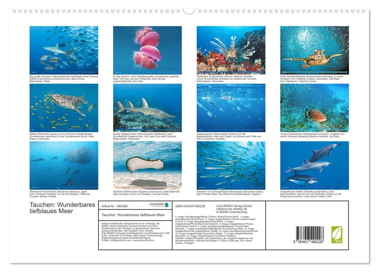 Tauchen: Wunderbares tiefblaues Meer (hochwertiger Premium Wandkalender 2026 DIN A2 quer), Kunstdruck in Hochglanz: Großartige Unterwasseraufnahmen in der blauen Tiefe: Faszination Tauchen