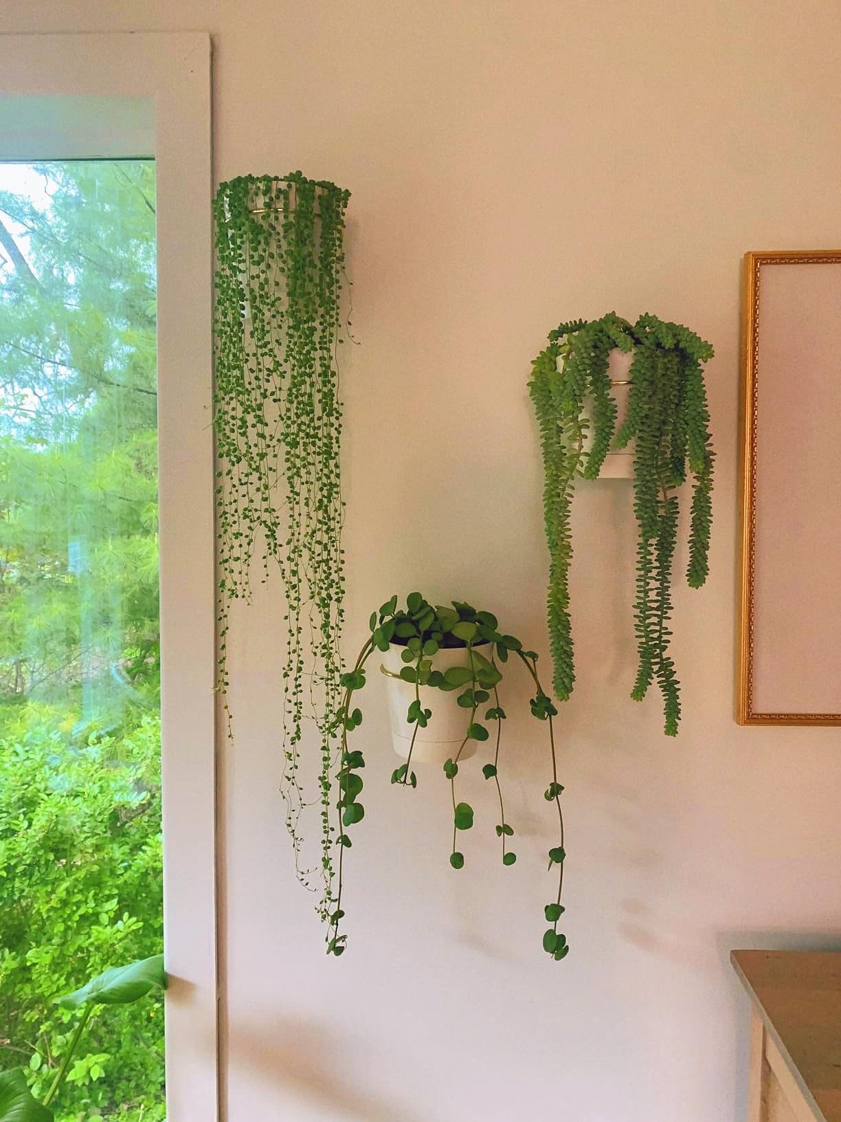 Amazon.co.jp: 壁プランター 屋内植物用 3パック 6インチ 植木鉢