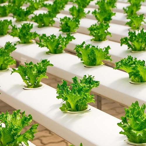 Miniatura 6 de Farm Plastic Supply - Lámina de plástico transparente para invernaderos - Ultra duradera - 8 mil - (50 x 70 pies) - Película de polietileno