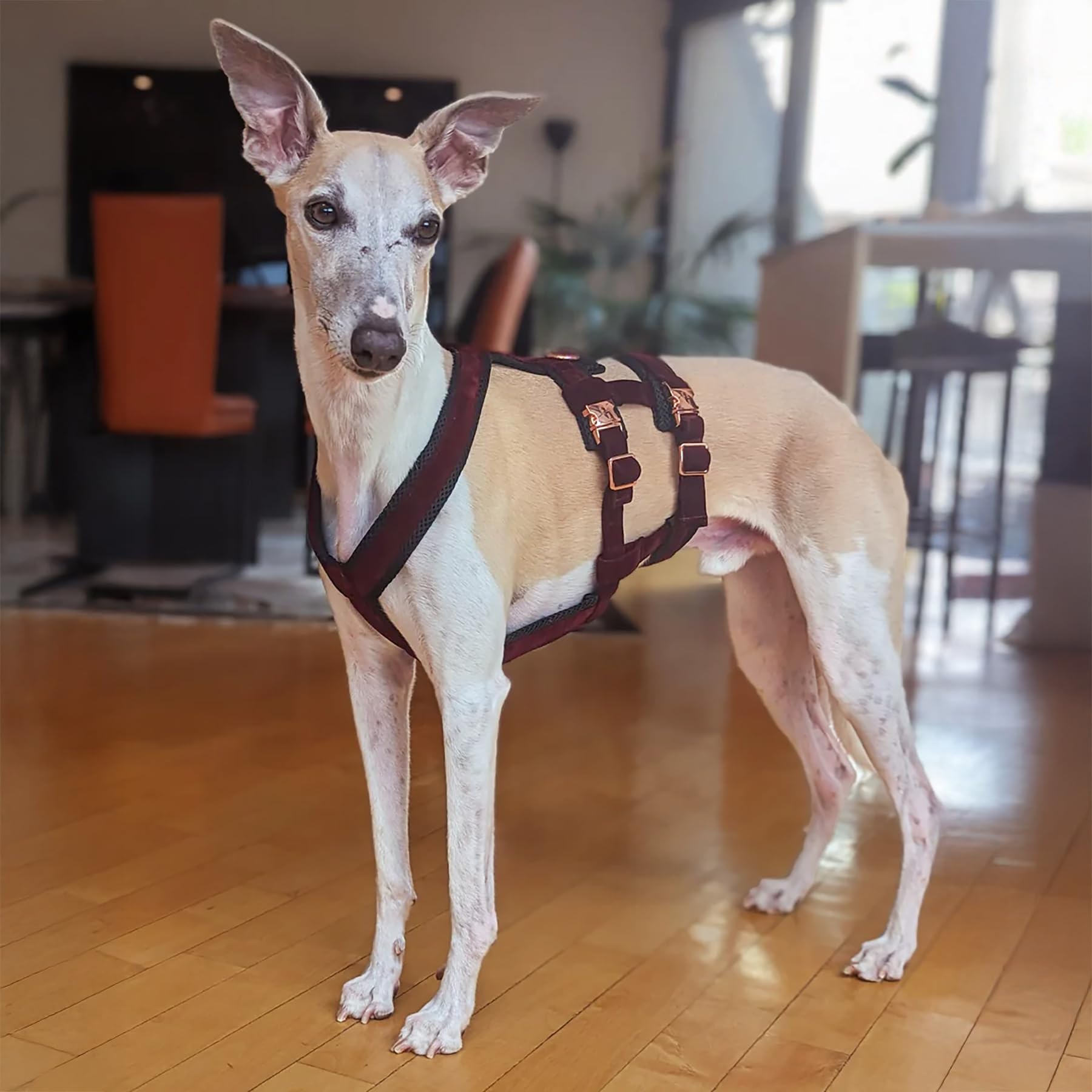 EDEL&SCHNELL Sicherheitsgeschirr für Hunde, ausbruchsicheres Hundegeschirr Größe M aus Samt in dunkelrot, Panikgeschirr mit 2 Bauchgurten, ideal für Windhunde, inklusive Leine 2m