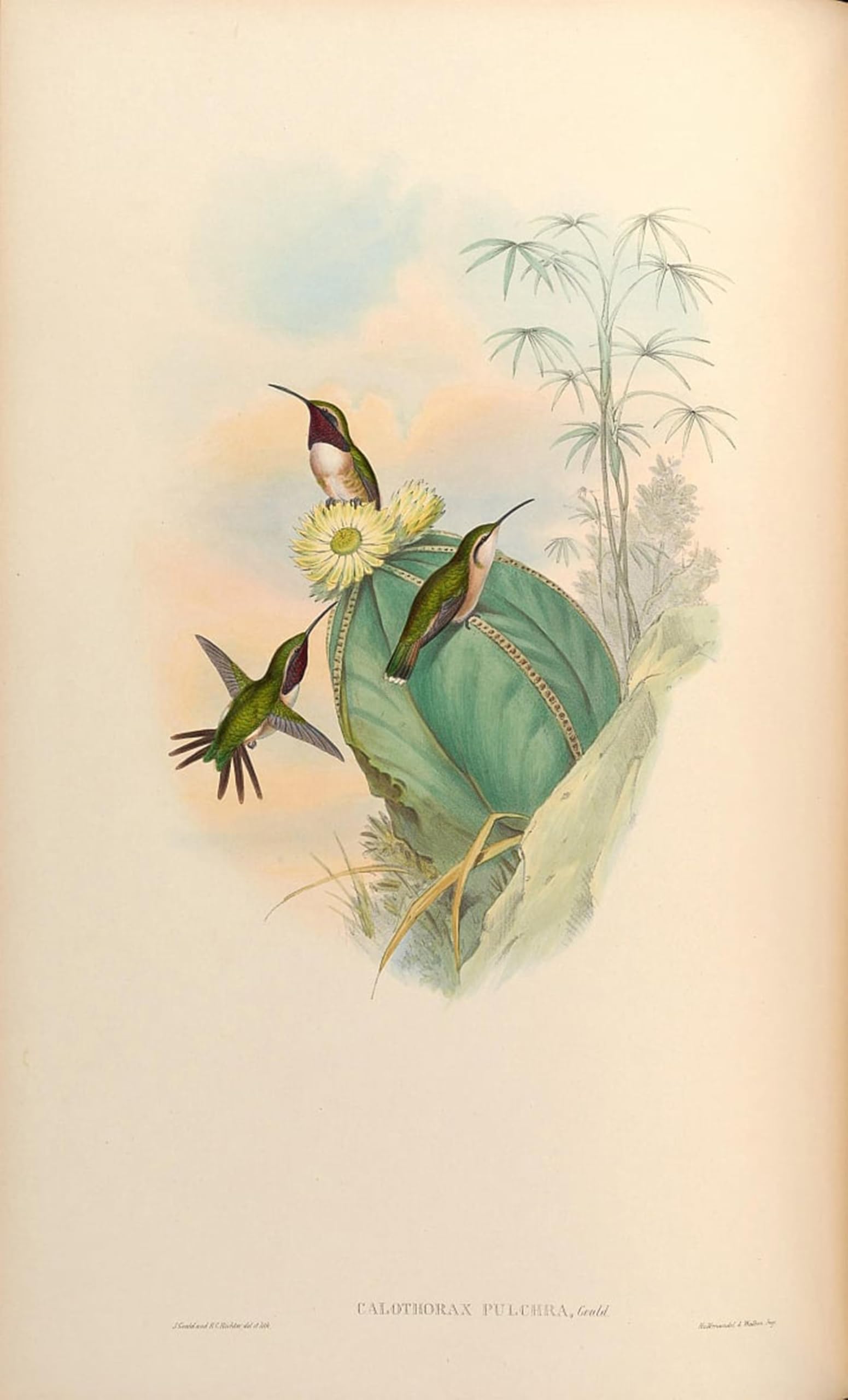 SERENDIPITP Retro Picture Poster Wall Art Pictures Painting Animal Bird Calothorax Pulcher by John Gould Wall Art Canvas Print for Wall Decor 60x90cm