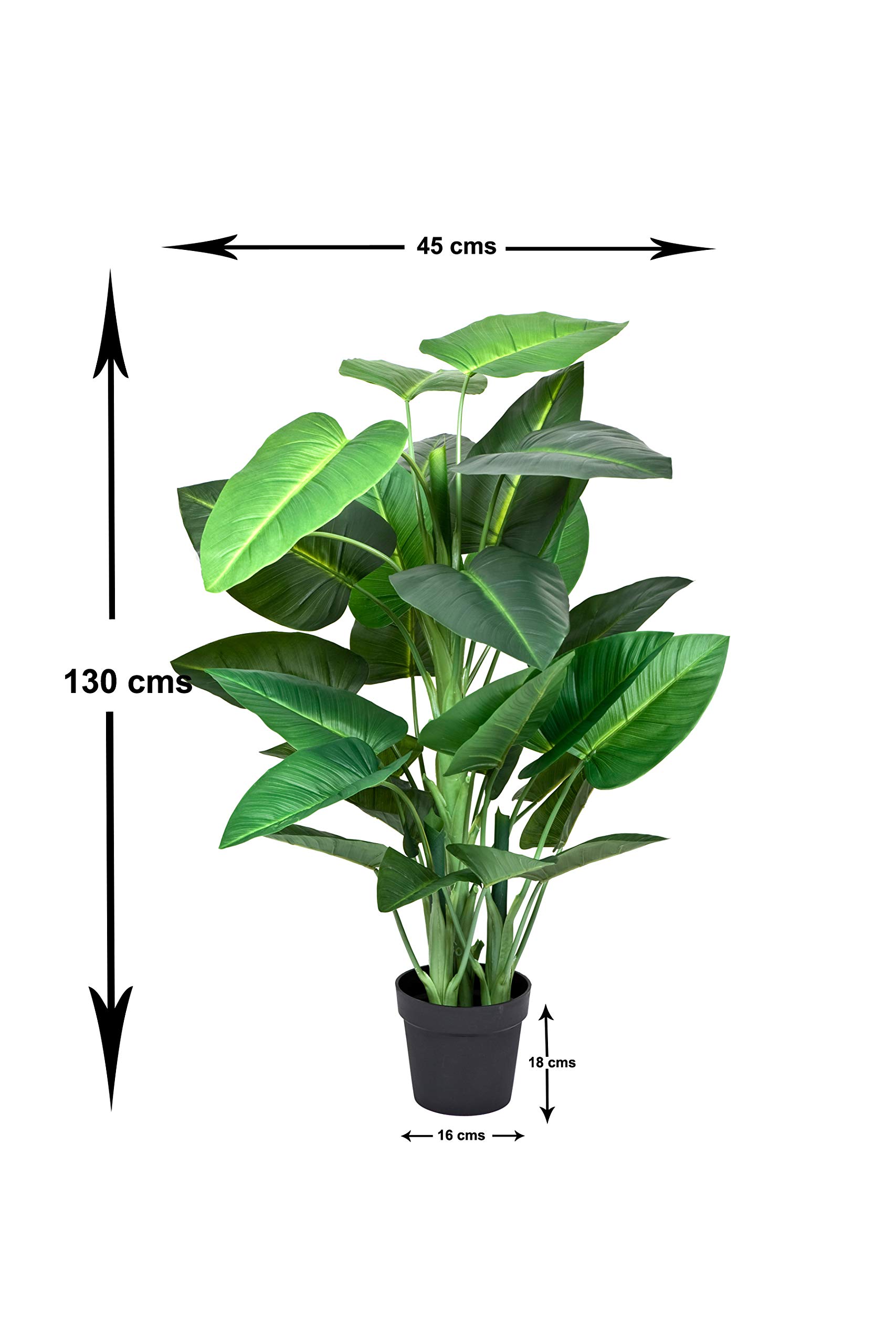 syngonium variegata warum so teuer Syngonium Aurea Variegata