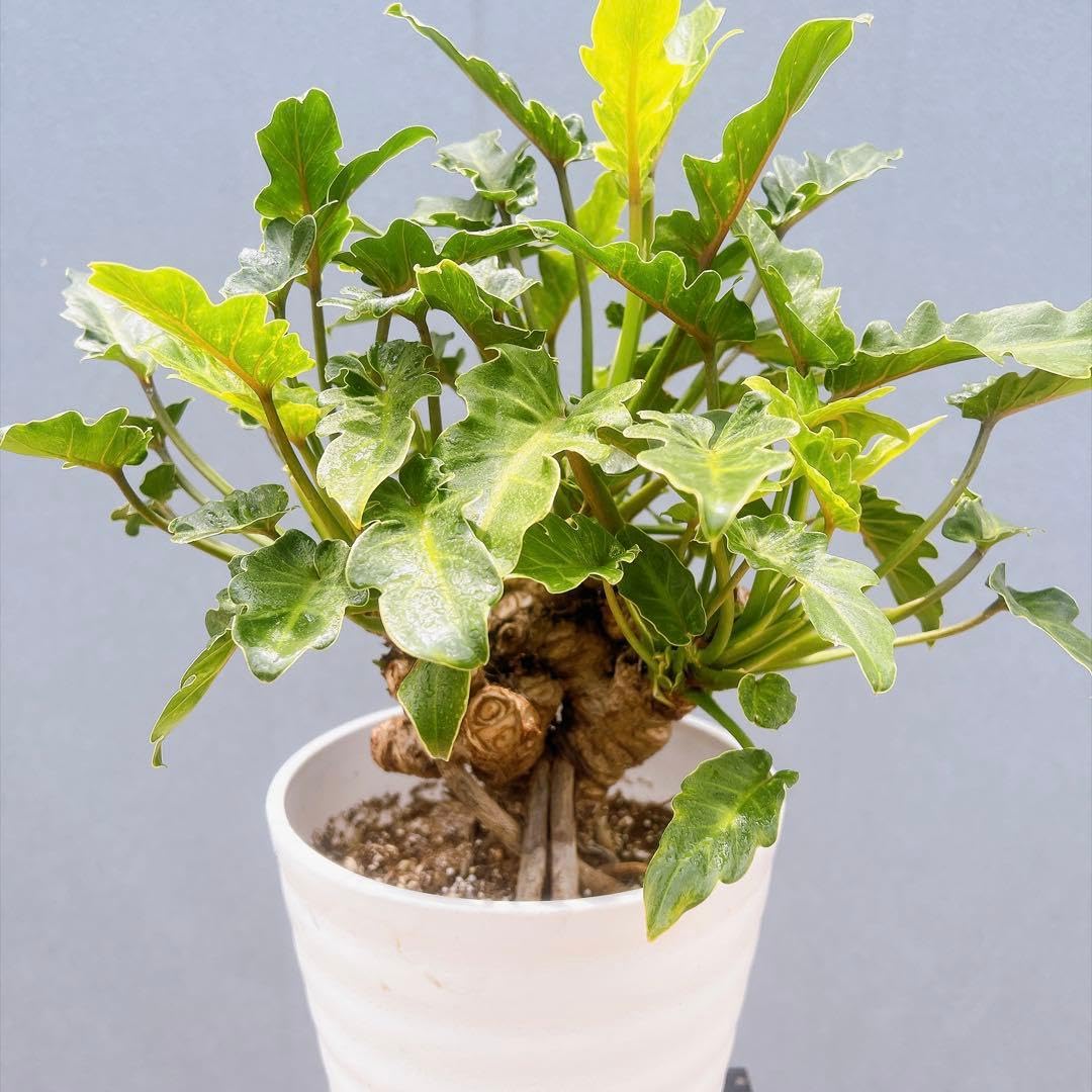 Amazon｜フィロデンドロン クッカバラ 幹上がり 観葉植物 ドライ