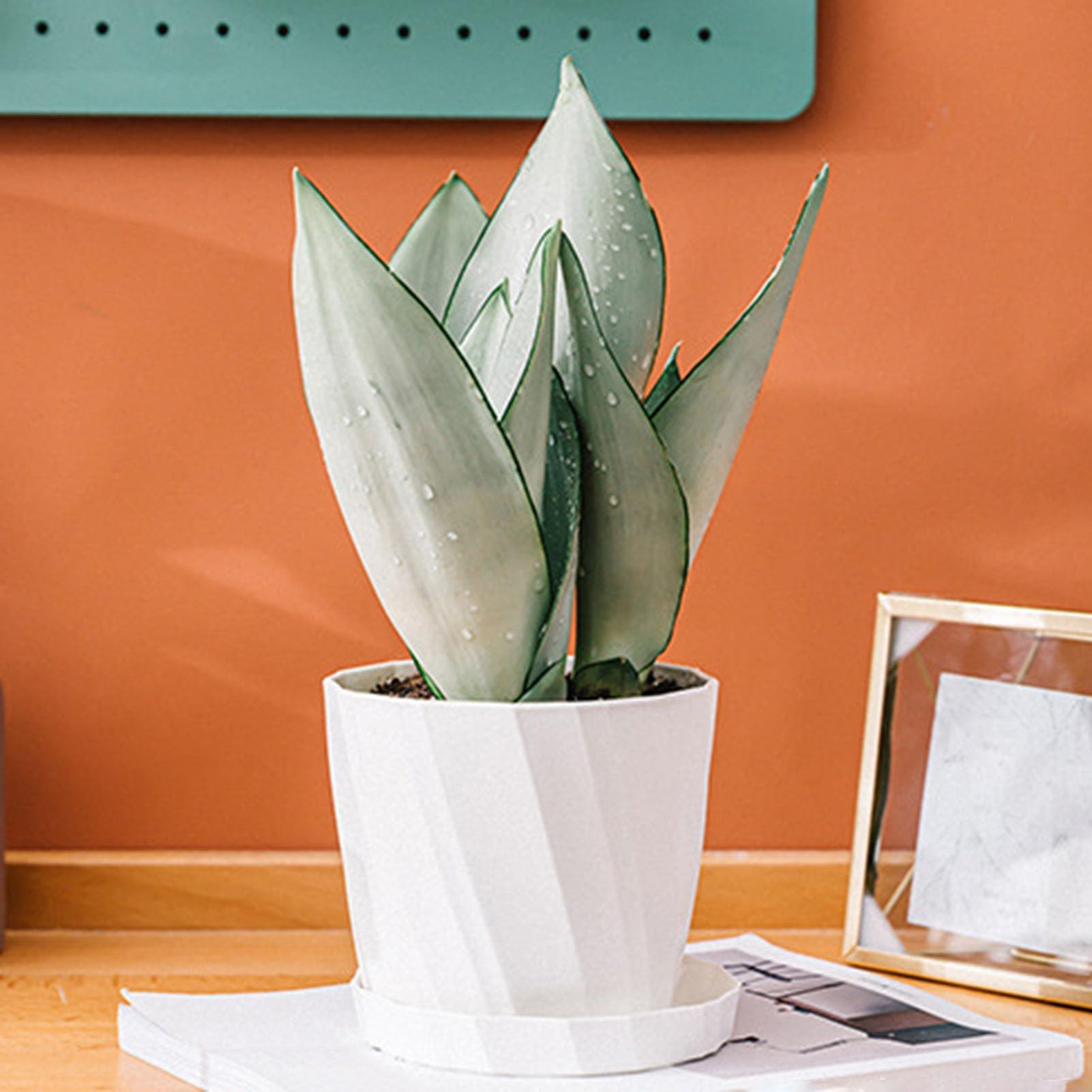 Tainrunse Aloe-Vera-Pflanztopf fr Orchideen, Pflanzgef mit abnehmbarem  Untersetzer, Set mit 3 bunten Kunststoff-Blumentpfen, Drainagelchern,  leicht, Wei: Amazon.de: Garten