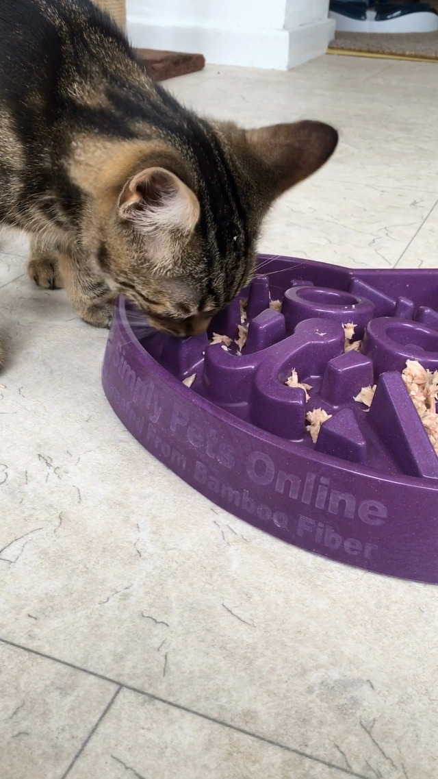 Watch Slow Feed Cat Bowl | Cat Puzzle Feeder No Plastic on Amazon Live