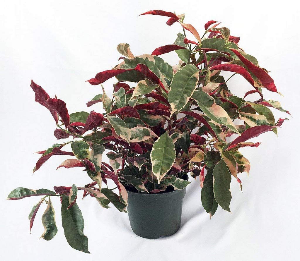 See full amazon price history chart for Ohhsome Blindness Tree Indoor Bonsai Plants Excoecaria (Chinese Croton) Plant (Healthy Live Plant) Ohhsome Blindness Tree Indoor Bonsai Plants Excoecaria (Chinese Croton) Plant (Healthy Live Plant) (B09HN5QFWJ) Amazon Price History, Amazon Price Tracker