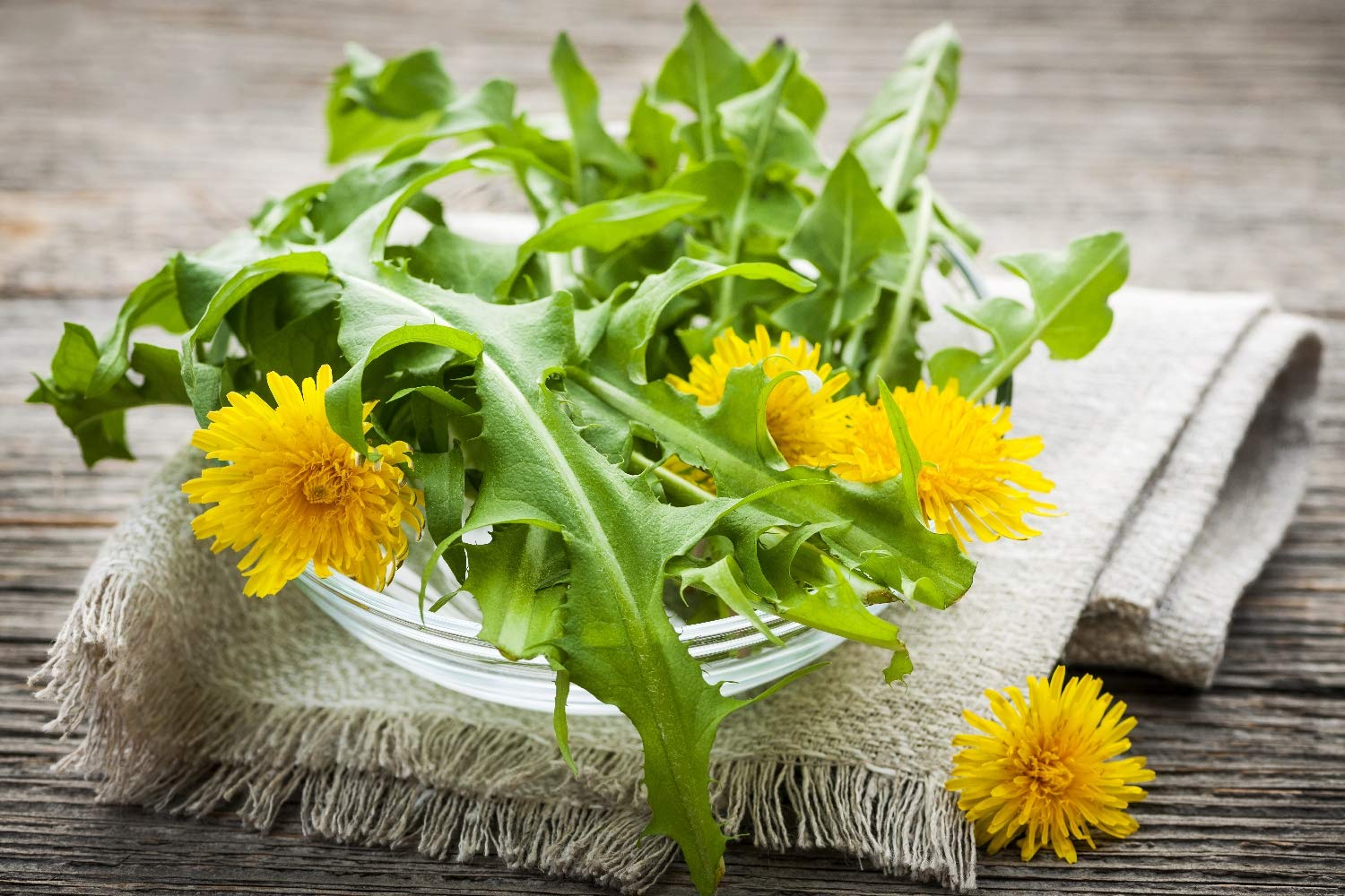 SAFLAX - Bio - Mniszek Lekarski - 400 Nasiona - Taraxacum officinale