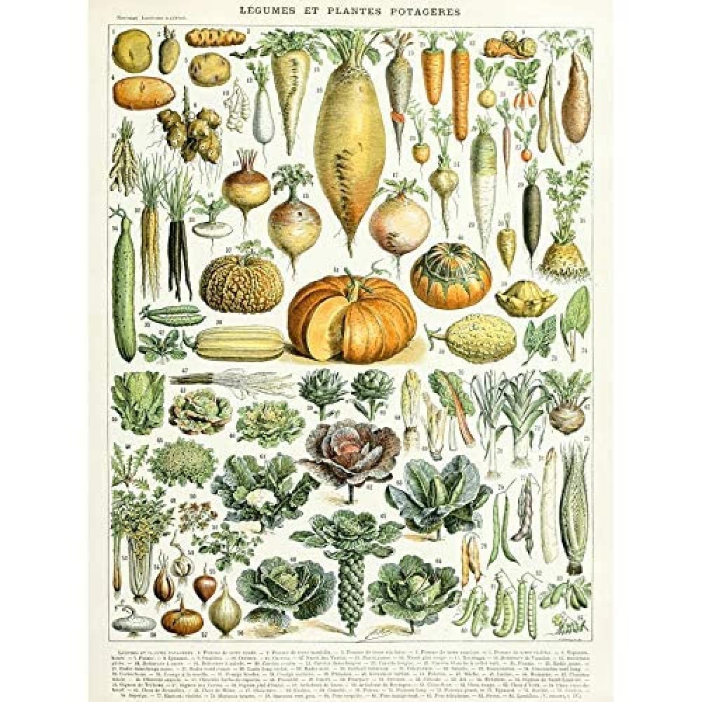 Artery8 Millot Encyclopedia Page Molluscs Shells Art Print Framed Poster Wall Decor 12x16 inch — view 28