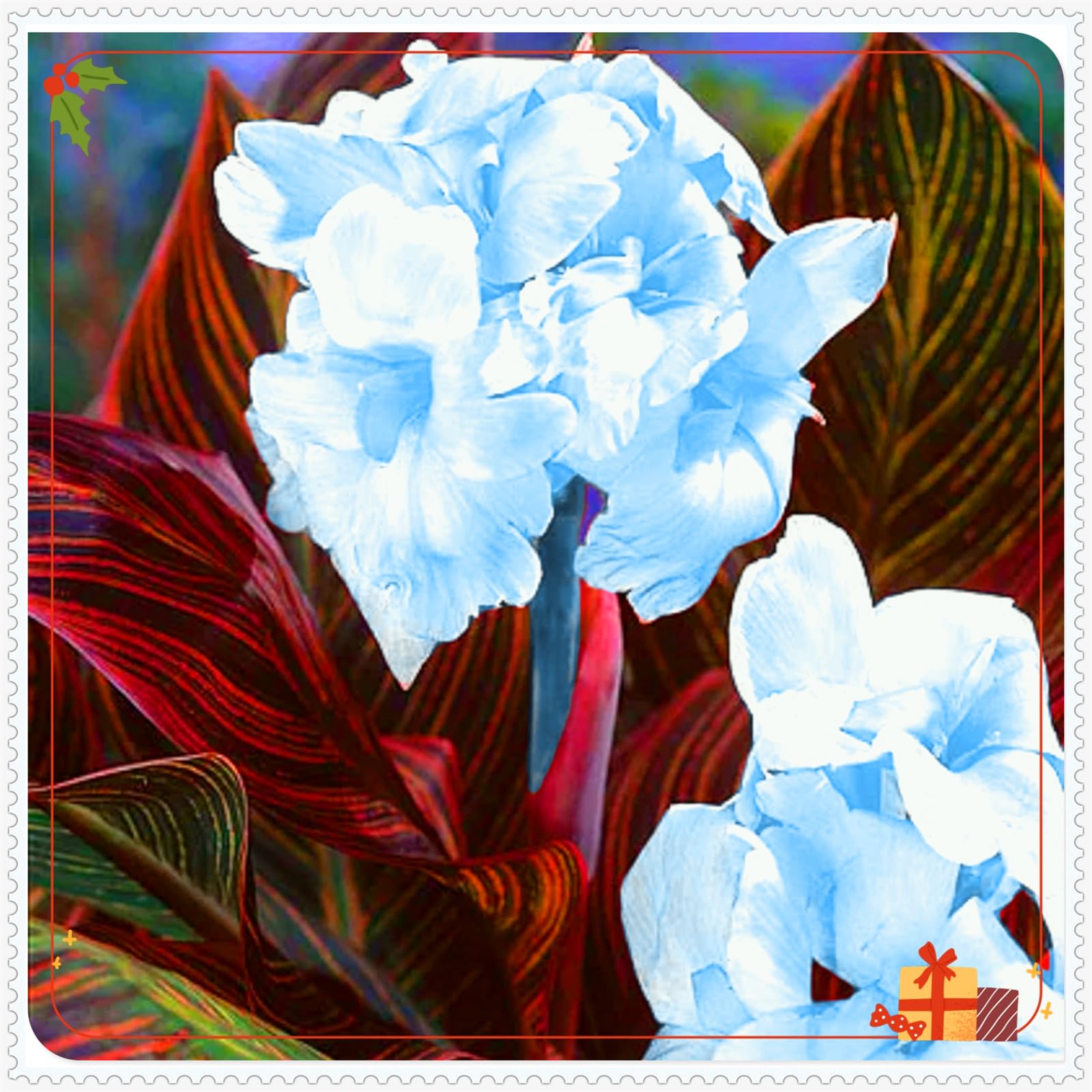 Perennial,Giant Canna Lily Bulbs, Hardy, Professional for Beautiful Garden Displays-2 Bulbs-A