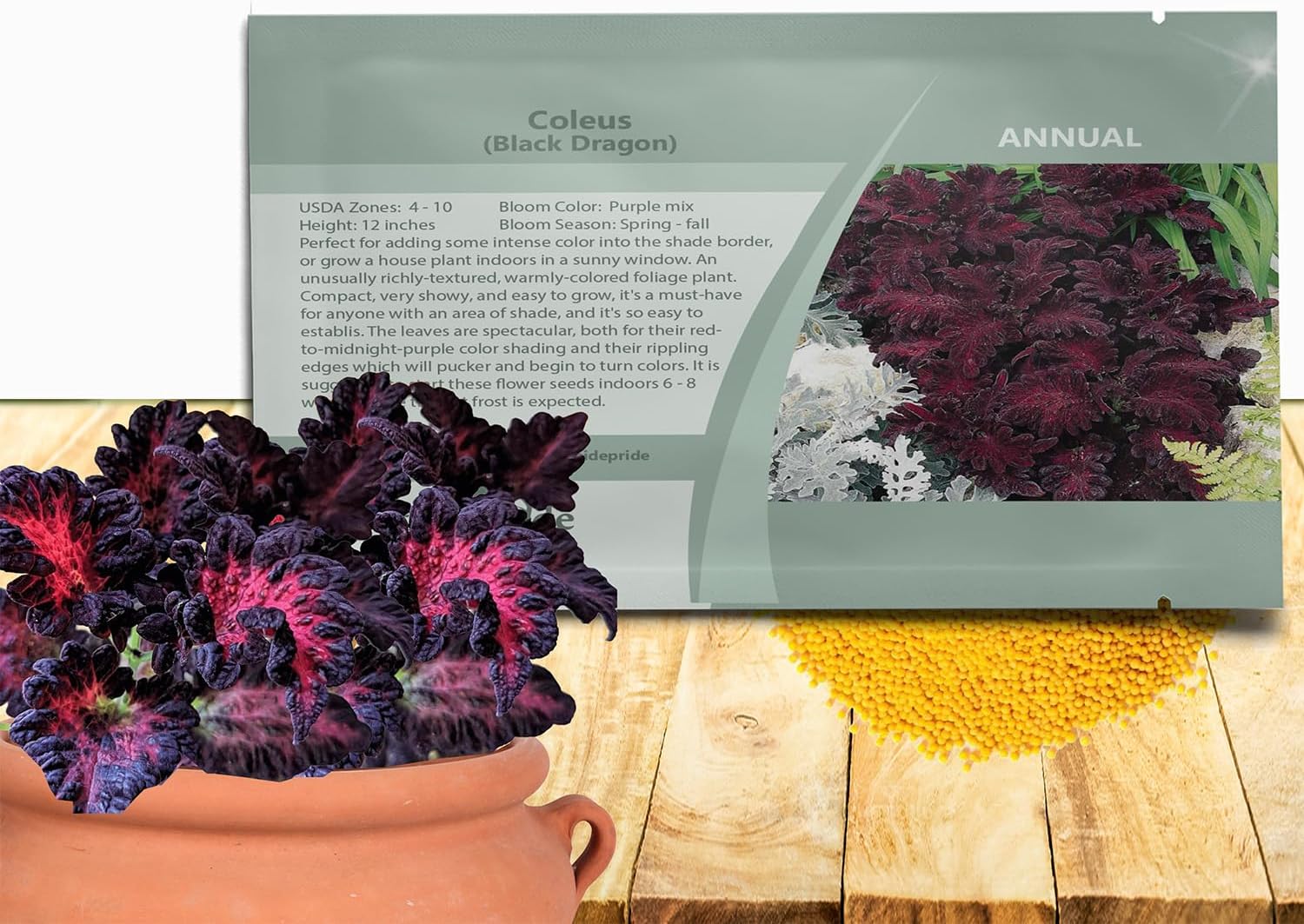 Outsidepride Black Dragon Coleus Seeds - 200 Pcs Annual, Compact, Vibrant & Serrated Foliage, Easy to Gow & Deer-Resistant, Ideal for Shaded Areas, Containers, Borders, Indoor & Outdoor Gardens