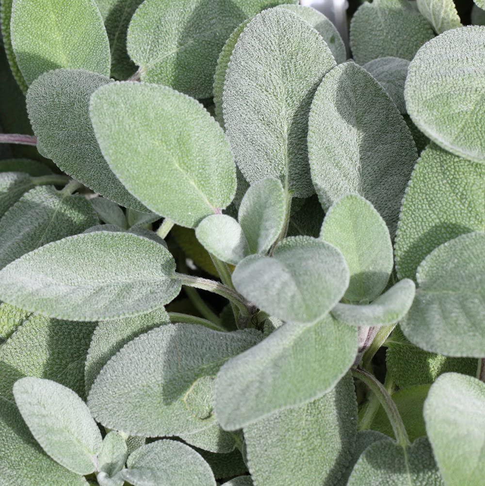See full amazon price history chart for Gromax India Easy to Grow Sage Hybrid Seed Best For Your Home Gardening & Planting Gromax India Easy to Grow Sage Hybrid Seed Best For Your Home Gardening & Planting (B09NFRH54F) Amazon Price History, Amazon Price Tracker