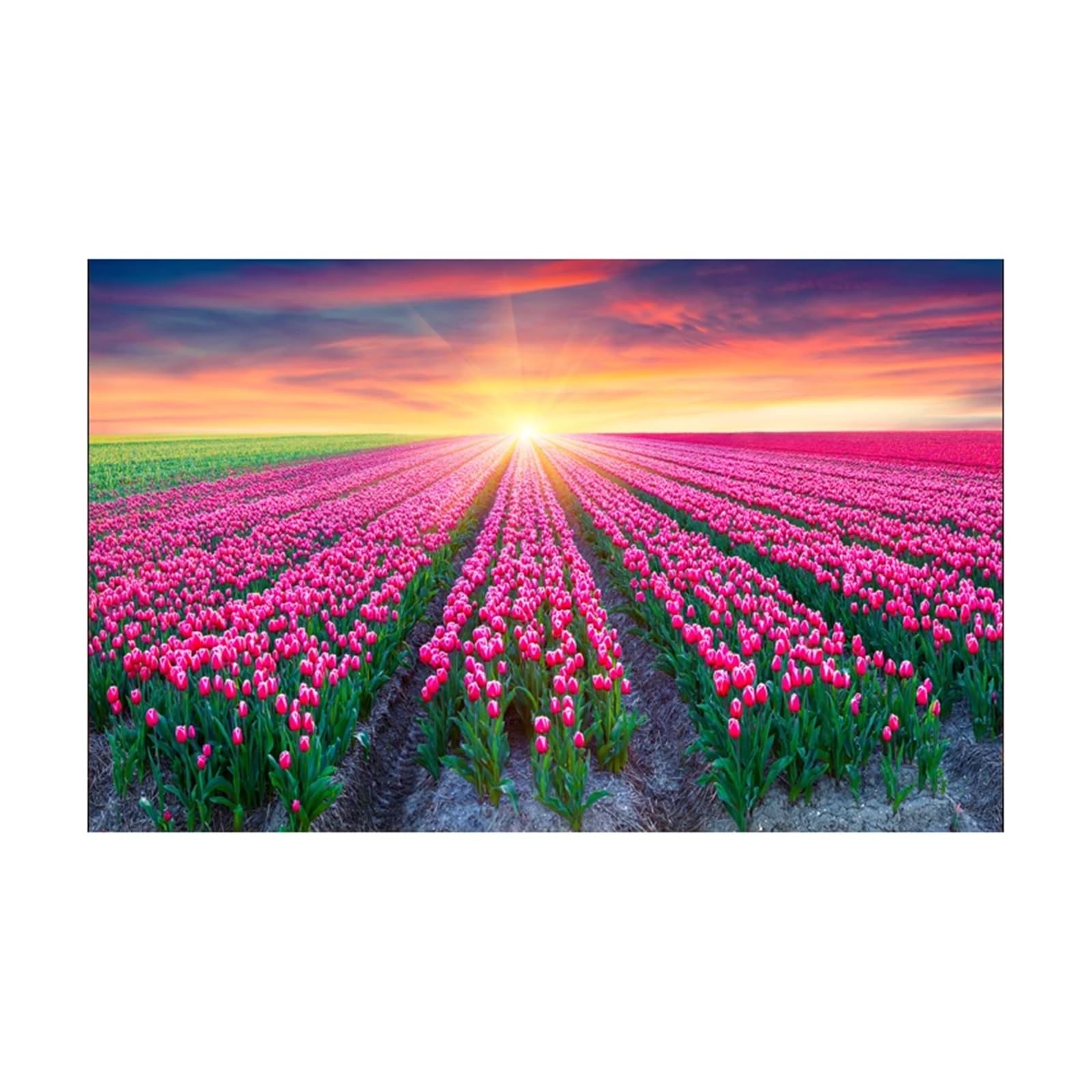Fond D'aquarium Autocollant d'aquarium Effet 3D Motif Tulipe(50x100cm)