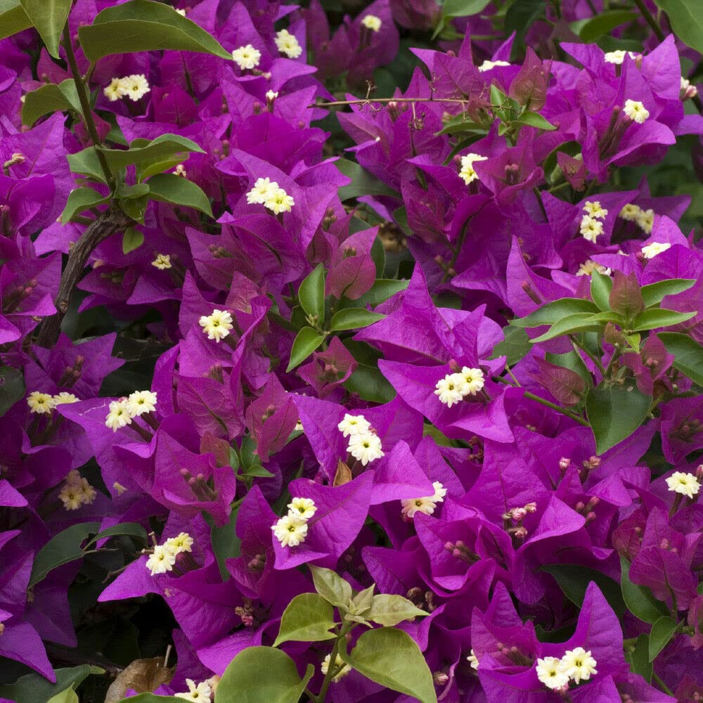Bougainvillea Pink live plant (B09X78HJ6N) Amazon Price History, Amazon Price Tracker
