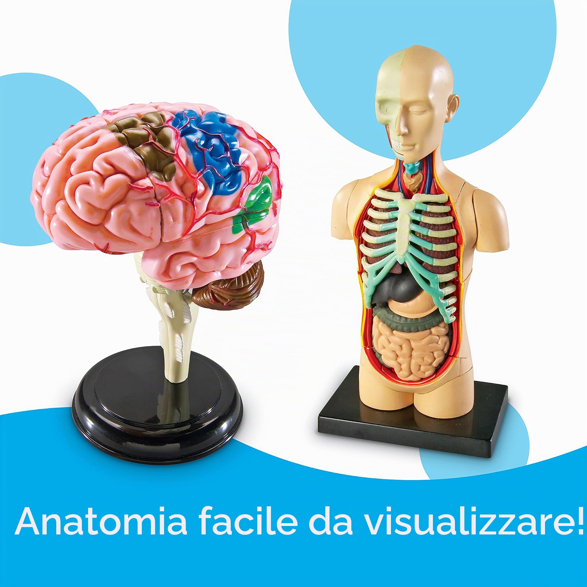 Learning Resources Set di modelli anatomici