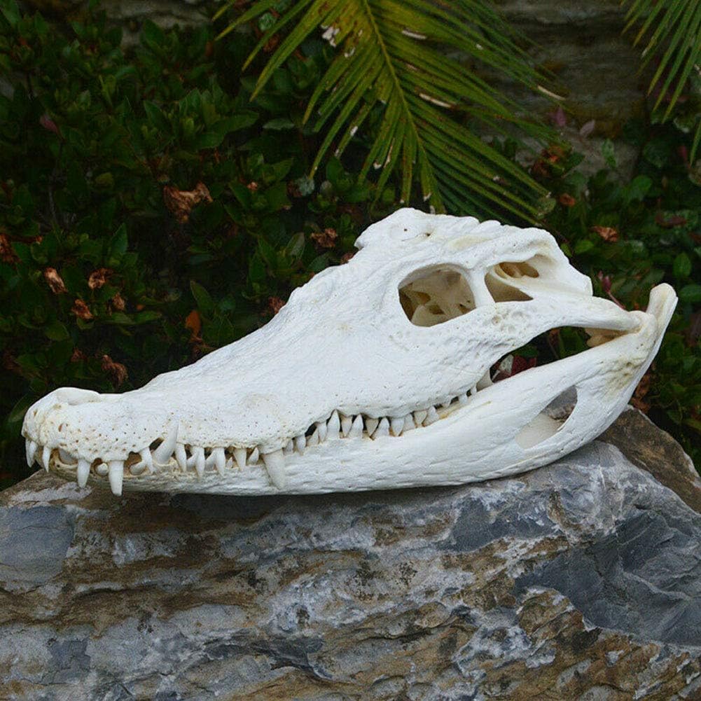 VIEUR Real Crocodile Skull Amphibians Reptile Taxidermy 15-30Cm (From The Farm) Medical Teaching Research, Skull Gift, Exquisite Animal Specimens