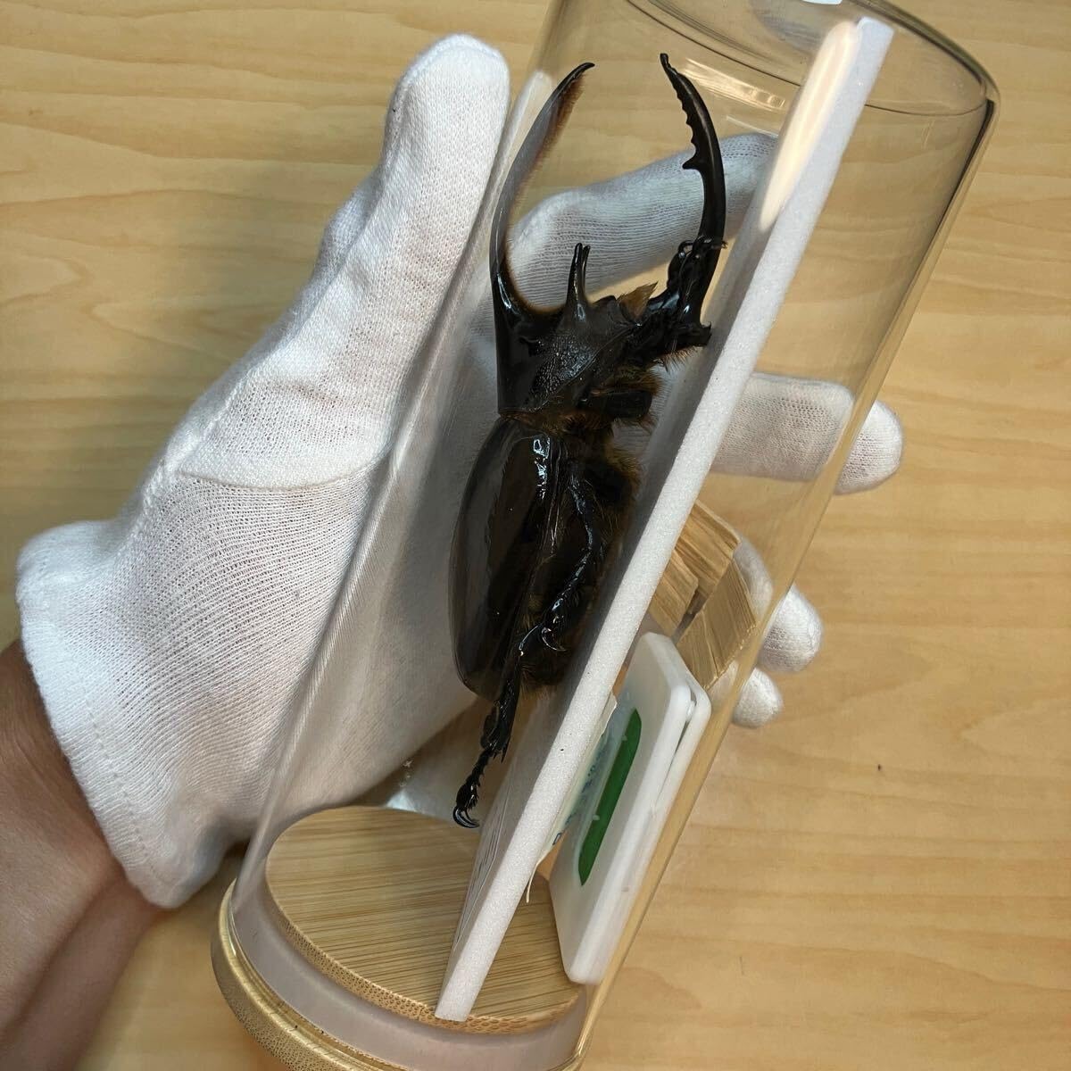 Amazon.co.jp: 昆虫標本ネプチューンオオカブト ガラスケース入り