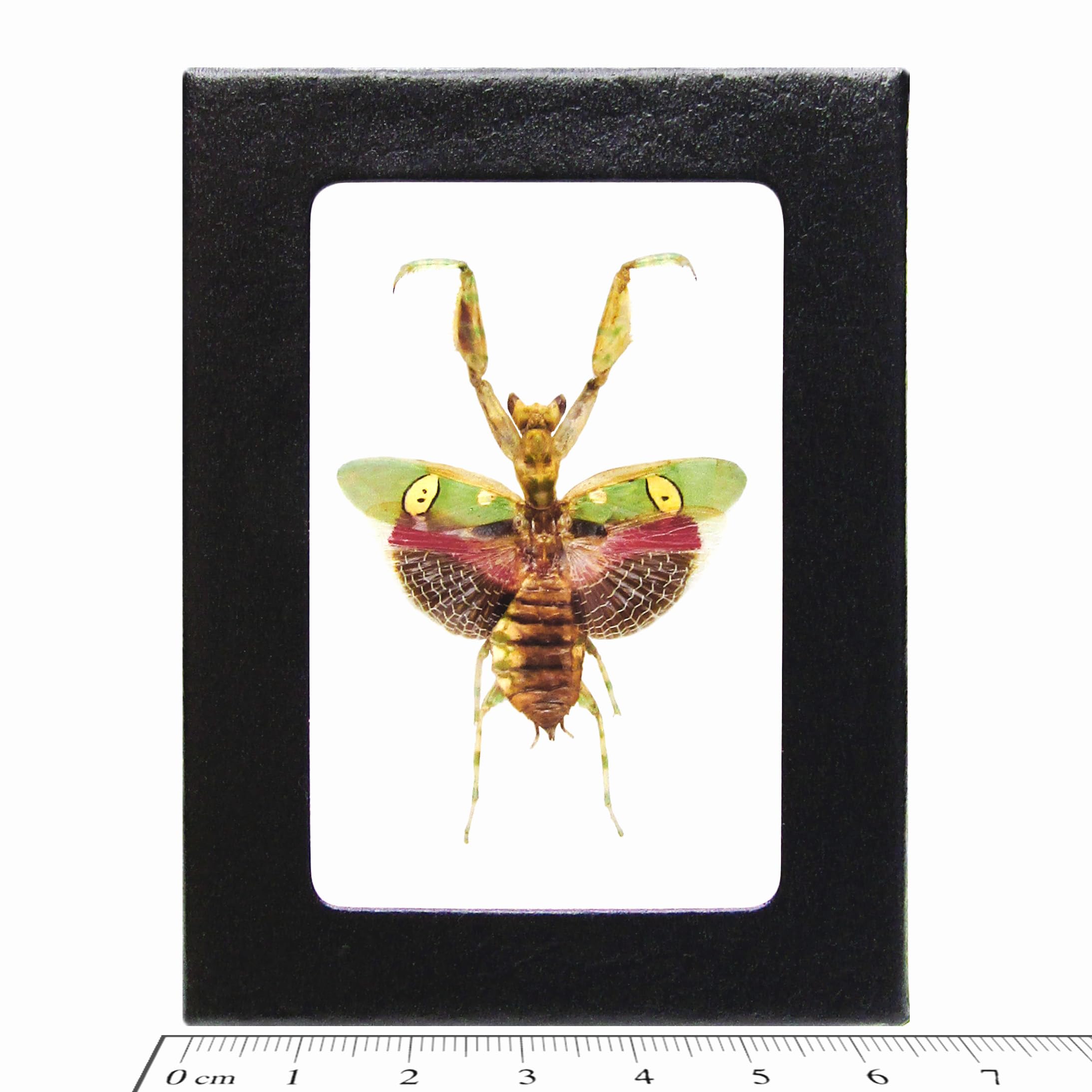 BicBugs Creobroter gemmatus Real Framed Pink Praying Mantis Indonesia