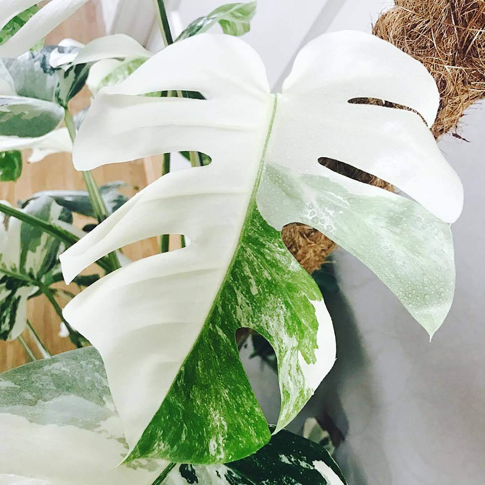 100Pcs/Bag Balanopsis Lanceolata Seeds Strong Survivability Evergreen White Beautiful Perennial Monstera Seeds for Household Valentine's Day/Mother's Day/Wedding/Anniversary/Christmas/Birthday Gifts