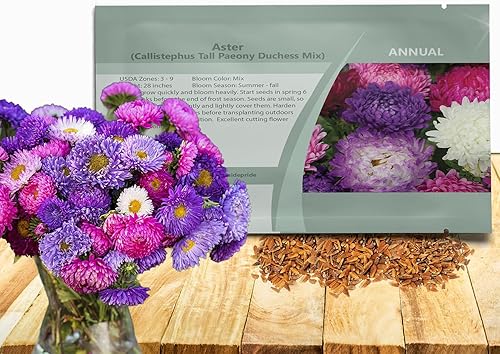 Outsidepride Paeony Aster - Mezcla de semillas de flores cortadas para jardín 1000 semillas